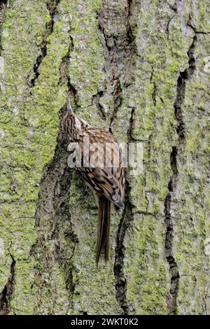 Un treecreeper comune che forgia insetti sulla corteccia degli alberi Foto Stock