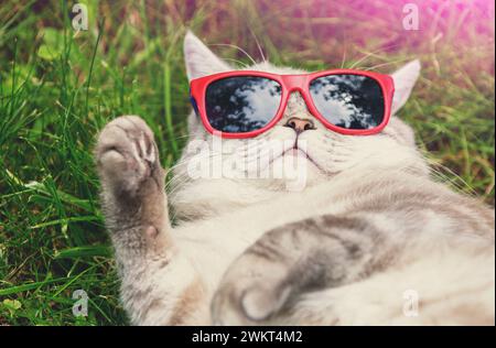 Divertente gatto con gli occhiali da sole giace sulla schiena sull'erba in estate Foto Stock