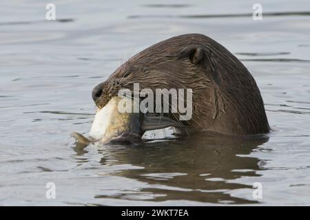 Family of Otters presso il Kallang Riverside Park Foto Stock
