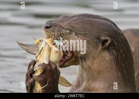 Family of Otters presso il Kallang Riverside Park Foto Stock