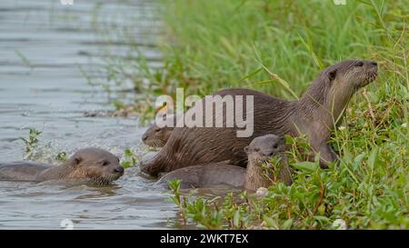 Family of Otters presso il Kallang Riverside Park Foto Stock