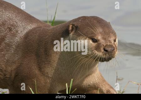 Family of Otters presso il Kallang Riverside Park Foto Stock
