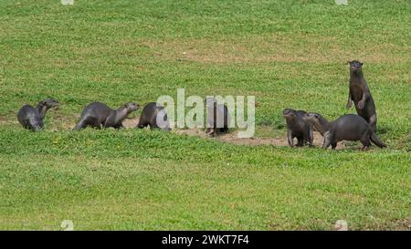 Family of Otters presso il Kallang Riverside Park Foto Stock