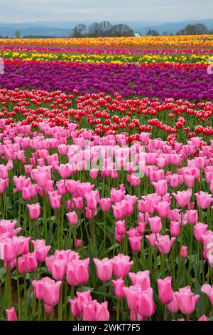 Campo di tulipani, scarpe di legno lampadina Co., Clackamas County, Oregon Foto Stock