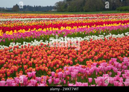 Campo di tulipani, scarpe di legno lampadina Co., Clackamas County, Oregon Foto Stock