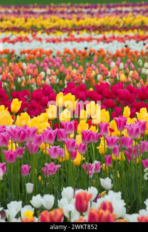 Campo di tulipani, scarpe di legno lampadina Co., Clackamas County, Oregon Foto Stock