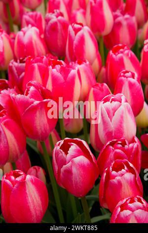 I tulipani, scarpe di legno lampadina Co., Clackamas County, Oregon Foto Stock