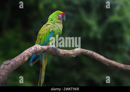 Pappagallo militare di Macaw (Ara militaris) Foto Stock