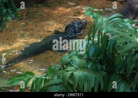 Caiman nano di Cuvier (Paleosuchus palpebrosus) Foto Stock