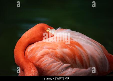 Uccello fenicottero americano (Phoenicopterus ruber) Foto Stock