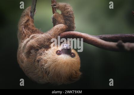 Lite a due dita di Linneo (Choloepus didactylus) Foto Stock