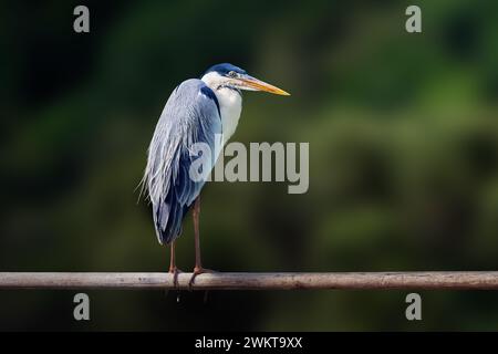 Grande uccello di Heron blu (Ardea herodias) Foto Stock
