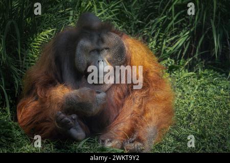 Maschio Orangutan Borneo (Pongo pygmaeus) - grande Ape Foto Stock