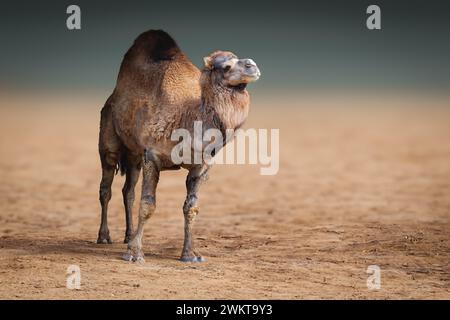 Dromedario (Camelus dromedarius) o cammello con una sola gola Foto Stock