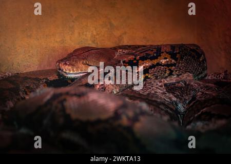 Serpente di Python reticolato (Malayopython reticulatus) Foto Stock