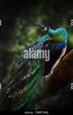 Pavone verde (Pavo muticus) - Peafowl verde maschio Foto Stock