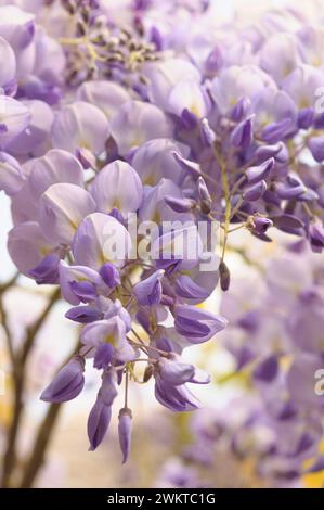 Wisteria, Wistaria sinensis, rampicante, steli intrecciati con sentieri sospesi di fiori blu, maggio Foto Stock