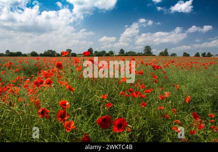 Poppy Field papaveri comuni in fiore, Co Durham, luglio Foto Stock