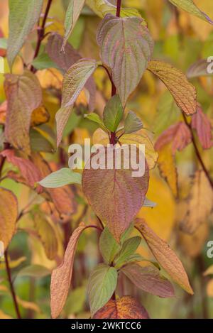 Comune Dogwood Cornus sanguinea, con colori autunnali brillanti, novembre Foto Stock