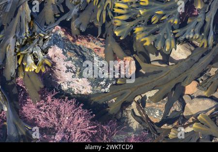 Vescica Wrack Fucus vesiculosus e Corollina officinalis circondano una grande roccia colorata in una piscina con la bassa marea, Staithes, North Yorkshire, marzo Foto Stock