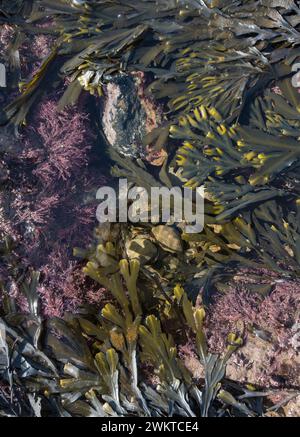 Vescica Wrack Fucus vesiculosus e Corollina officinalis circondano una grande roccia colorata in una piscina con la bassa marea, Staithes, North Yorkshire, marzo Foto Stock