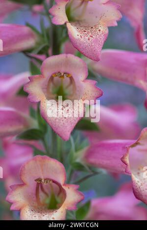 Foxglove digitalis, spettacolari punte di fiori, primo piano che guardano la campana come fiori, bordo del giardino, giugno Foto Stock
