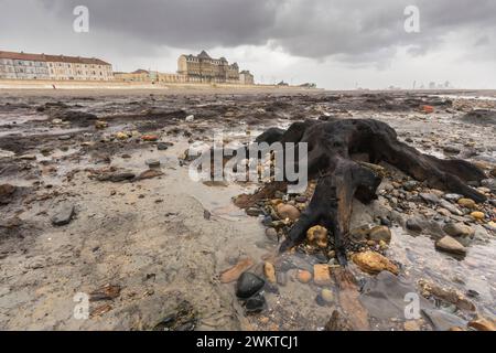 La bestia della tempesta orientale ha perlustrato questa spiaggia e rimosso la sabbia esponendo una foresta pietrificata che è un residuo dell'ultima era glaciale 7.000 anni fa, Red Foto Stock