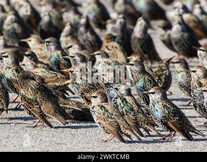 European starling Sturnus vulgaris, gregge riunito in piedi su un parcheggio asfaltato al sole del tardo pomeriggio mostrando un piumaggio iridescente, Septemb Foto Stock