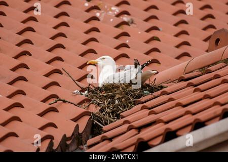 Gabbiano di aringa Larus argentatus, seduto sul nido costruito sul tetto piastrellato di una casa di abitazione nella città costiera, Yorkshire, giugno. Foto Stock