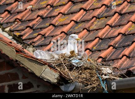 Gabbiano di aringa Larus argentatus, seduto su un nido contenente materiali plastici, corda di nylon e cartone, situato sul tetto piastrellato del cottage, pesce costiero Foto Stock