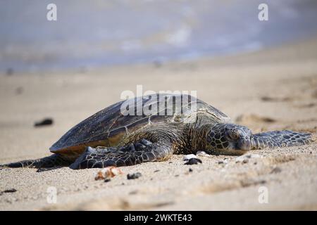 Nuotare con le tartarughe alle Hawaii, Stati Uniti Foto Stock