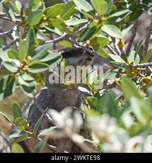 Black-flanked (chiamato anche Black-footed) Rock Wallaby che si forgia in un cespuglio Foto Stock