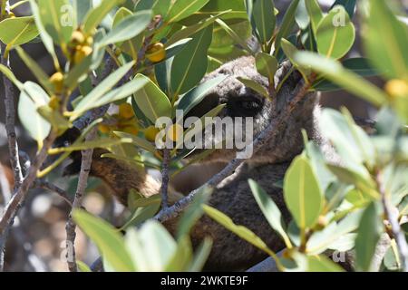 Black-flanked (chiamato anche Black-footed) Rock Wallaby che si forgia in un cespuglio Foto Stock