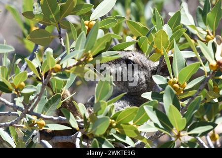 Black-flanked (chiamato anche Black-footed) Rock Wallaby che si forgia in un cespuglio Foto Stock