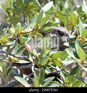 Black-flanked (chiamato anche Black-footed) Rock Wallaby che si forgia in un cespuglio Foto Stock