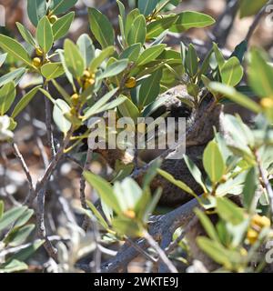 Black-flanked (chiamato anche Black-footed) Rock Wallaby che si forgia in un cespuglio Foto Stock