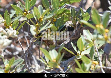 Black-flanked (chiamato anche Black-footed) Rock Wallaby che si forgia in un cespuglio Foto Stock