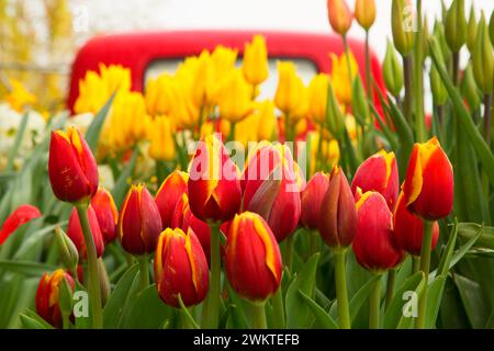 I tulipani, scarpe di legno lampadina Co., Clackamas County, Oregon Foto Stock