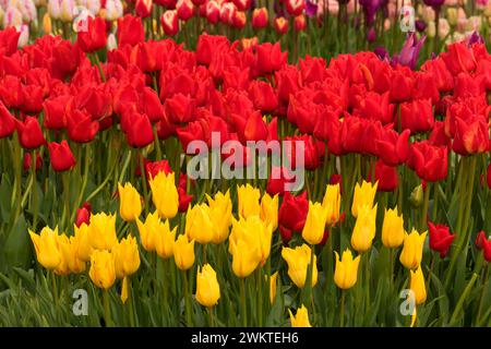 I tulipani, scarpe di legno lampadina Co., Clackamas County, Oregon Foto Stock