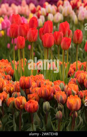 I tulipani, scarpe di legno lampadina Co., Clackamas County, Oregon Foto Stock