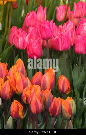 I tulipani, scarpe di legno lampadina Co., Clackamas County, Oregon Foto Stock