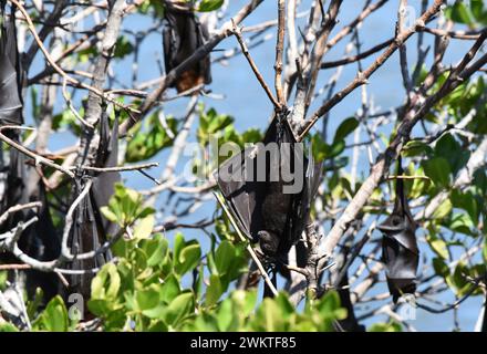 Piccole volpi rosse che riposano sugli alberi Foto Stock