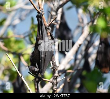 Piccole volpi rosse che riposano sugli alberi Foto Stock