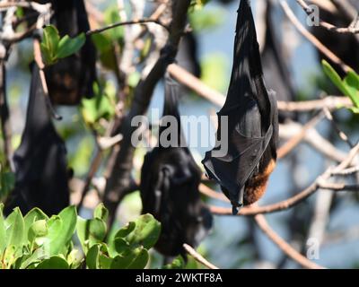 Piccole volpi rosse che riposano sugli alberi Foto Stock