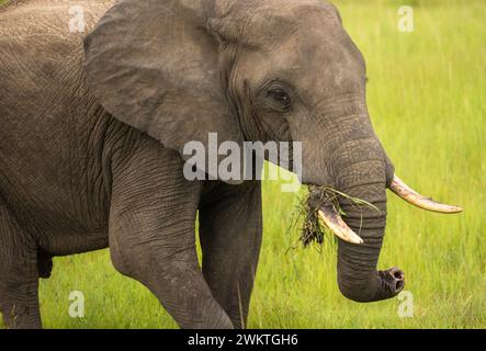 Un giovane elefante africano Savanna (Loxodonta africana) nel Parco Nazionale Mikumi in Tanzania. Questo elefante elencato come in pericolo Foto Stock