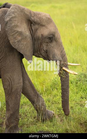 Un giovane elefante africano Savanna (Loxodonta africana) nel Parco Nazionale Mikumi in Tanzania. Questo elefante elencato come in pericolo Foto Stock