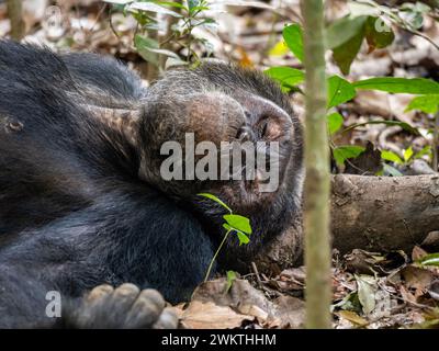 Scimpanzé nella gola di Kyambura, nella parte orientale del Parco Nazionale della Regina Elisabetta in Uganda. Foto Stock