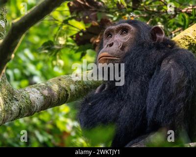 Scimpanzé nella gola di Kyambura, nella parte orientale del Parco Nazionale della Regina Elisabetta in Uganda. Foto Stock