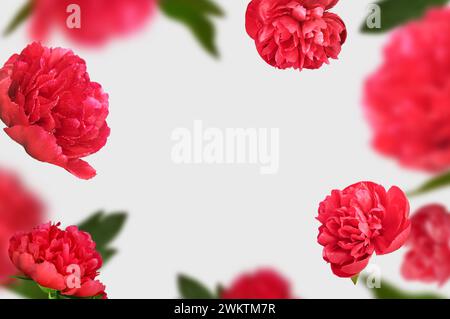 Peonie volanti fiori sfondo di colore chiaro con spazio per le copie. Concetto di levitazione floreale della fioritura della molla. Biglietto d'auguri per Pasqua, Pasqua, 8 marzo, Foto Stock