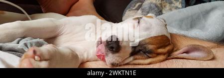 adorabile cane da cucciolo di razza mista bianco e marrone, pit bull terrier, suona addormentato con la lingua fuori e le gambe allungate. occhi chiusi. sulla gamba dei proprietari Foto Stock